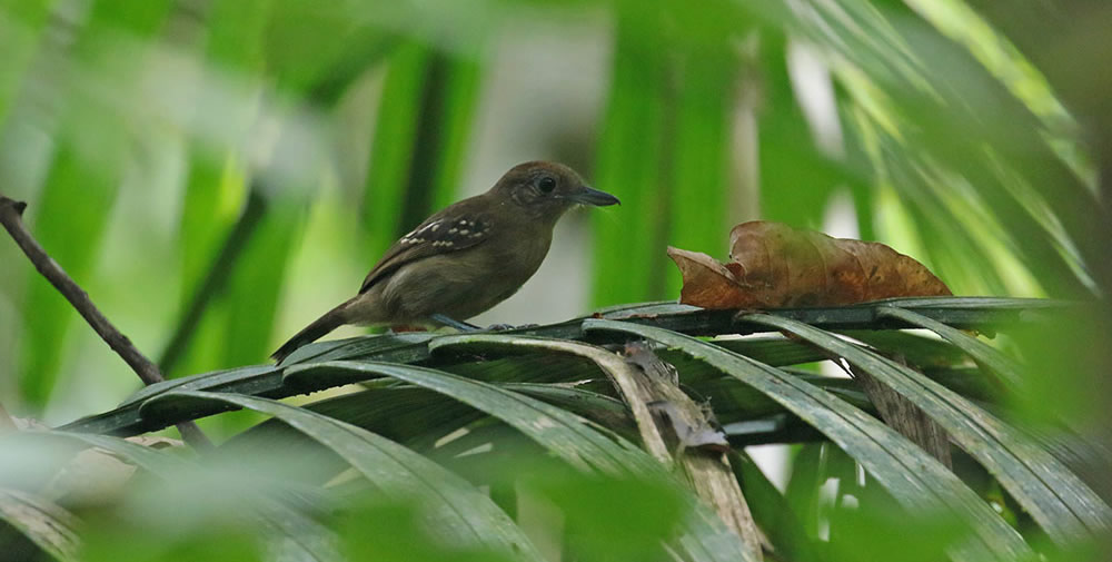 Black-Crowned Antshrike